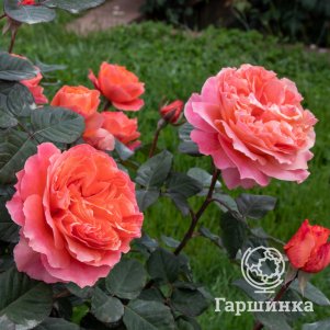 Роза Этруска чайно-гибридная
Роза Этруска чайно-гибридная