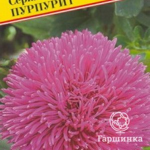 Астра Джуэл Пурпурит 0,3 г, Семена Престиж
Астра Джуэл Пурпурит 0,3 г, Семена Престиж