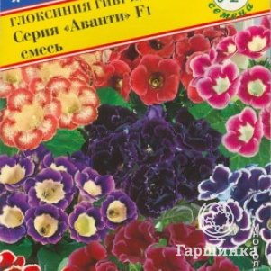 Глоксиния Аванти Смесь F1 10 др, Семена Престиж
Глоксиния Аванти Смесь F1 10 др, Семена Престиж