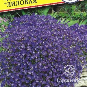 Обриета Лиловая 0,1 г, Семена Престиж
Обриета Лиловая 0,1 г, Семена Престиж