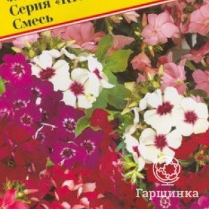 Флокс Красотка 0,2 г, Семена Престиж
Флокс Красотка 0,2 г, Семена Престиж