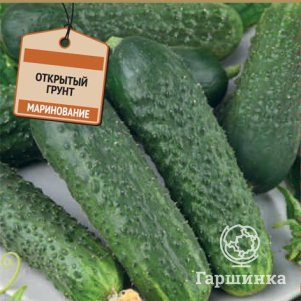 Огурец Олеся F1 (А) 12, Семена Поиск
Огурец Олеся F1 (А) 12, Семена Поиск