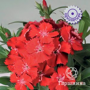 Гвоздика Диана Скарлет 10, Семена Поиск
Гвоздика Диана Скарлет 10, Семена Поиск