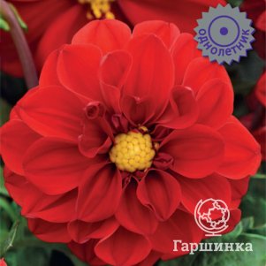 Георгина Фигаро Ред Шейдес 10, Семена Поиск
Георгина Фигаро Ред Шейдес 10, Семена Поиск