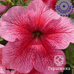 Петуния Красные Жилки грандифлора 30, Семена Поиск
Петуния Красные Жилки грандифлора 30, Семена Поиск