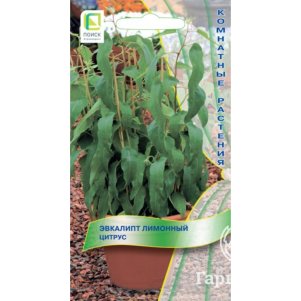 Эвкалипт Лимонный Цитрус 5 шт, Семена Поиск
Эвкалипт Лимонный Цитрус 5 шт, Семена Поиск