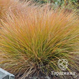 Осока власовидная Бронз Керлс
Осока власовидная Бронз Керлс