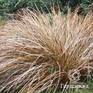 Осока власовидная Бронз Форм
Осока власовидная Бронз Форм