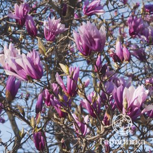 Магнолия Бетти
Магнолия Бетти