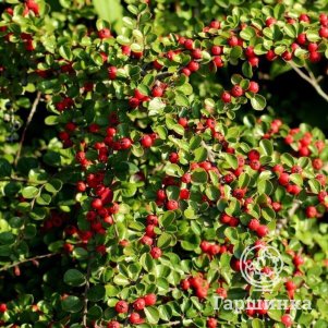 Кизильник Даммера Стрейбс Файндлинг
Кизильник Даммера Стрейбс Файндлинг