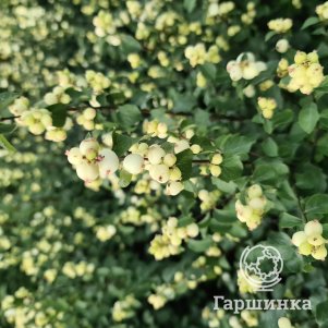 Снежноягодник Симфони Рок
Снежноягодник Симфони Рок