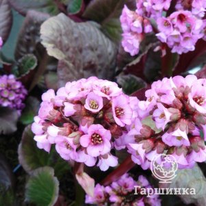 Бадан Эденс Дарк Марджин сердцелистный
Бадан Эденс Дарк Марджин сердцелистный