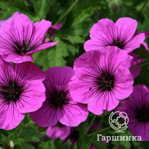 Герань Литл Дэвид
Герань Литл Дэвид