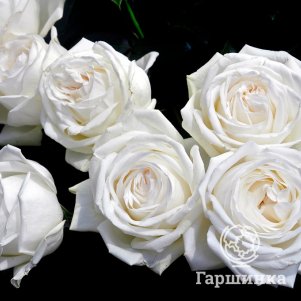 Роза Ломоносов (Пьер Ардити) чайно-гибридная
Роза Ломоносов (Пьер Ардити) чайно-гибридная