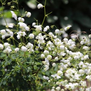 Василистник Делавея Альбум
Василистник Делавея Альбум