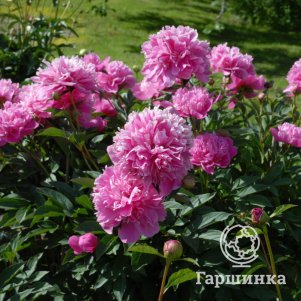 Пион Барбара
Пион Барбара