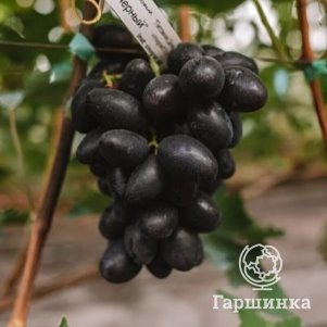 Виноград Первенец (Болгарский) столовый
Виноград Первенец (Болгарский) столовый