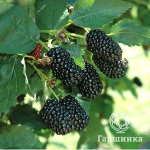 Ежевика Прайм Арк Фридом
Ежевика Прайм Арк Фридом