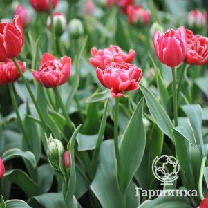 Тюльпан Даззлинг Сенсейшн махровый поздний 2 шт
Тюльпан Даззлинг Сенсейшн махровый поздний 2 шт