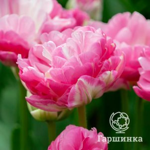 Тюльпан Пинк Сайз махровый ранний 4 шт
Тюльпан Пинк Сайз махровый ранний 4 шт