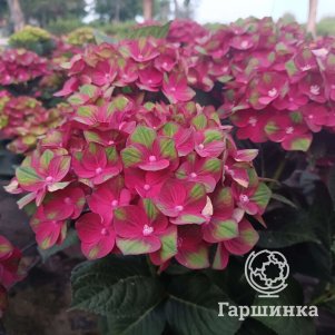 Гортензия Россо Глори крупнолистная (серия Рембрандт)
Гортензия Россо Глори крупнолистная (серия Рембрандт)