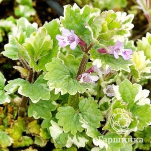 Будра Вариегата плющевидная
Будра Вариегата плющевидная