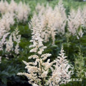 Астильба Арендса Сноудрифт
Астильба Арендса Сноудрифт