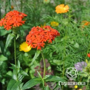 Лихнис (Зорька) халцедонский
Лихнис (Зорька) халцедонский