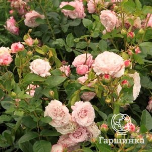 Роза Розенфасцинацион флорибунда
Роза Розенфасцинацион флорибунда