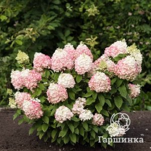Гортензия Колорфул Коктейль метельчатая
Гортензия Колорфул Коктейль метельчатая