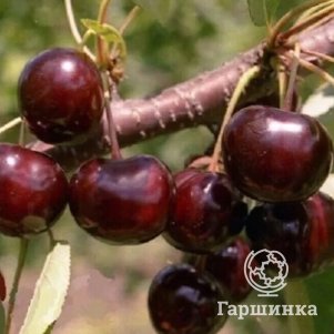 Дюк (Черевишня) Алиса
Дюк (Черевишня) Алиса