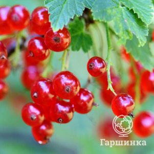 Смородина Первенец красная
Смородина Первенец красная