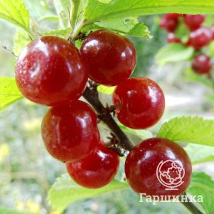 Вишня войлочная Царевна
Вишня войлочная Царевна