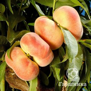 Персик Пинк Ринг инжирный
Персик Пинк Ринг инжирный