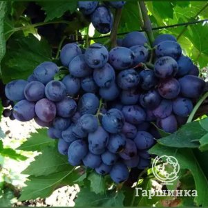 Виноград Богатырь крупноплодный
Виноград Богатырь крупноплодный