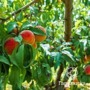 Персик Чемпион
Персик Чемпион