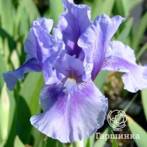 Ирис бородатый Бедтайм Стори
Ирис бородатый Бедтайм Стори