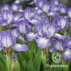 Ирис карликовый Петит Полка
Ирис карликовый Петит Полка