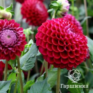 Георгина Иванетти шаровидная
Георгина Иванетти шаровидная