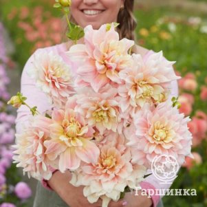 Георгина Брейк Аут (МАКСИ) декоративная
Георгина Брейк Аут (МАКСИ) декоративная