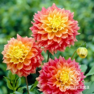 Георгина Коган Фубуки декоративная
Георгина Коган Фубуки декоративная