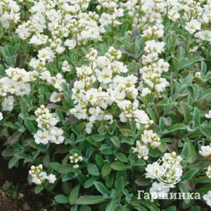 Арабис зюндермана Балбина
Арабис зюндермана Балбина