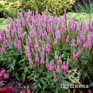 Вероника гибридная Меджик Сноу Пинк Потион
Вероника гибридная Меджик Сноу Пинк Потион