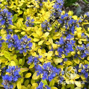 Живучка (Аюга) ползучая Фезеред Френдс Кордиал Канари
Живучка (Аюга) ползучая Фезеред Френдс Кордиал Канари