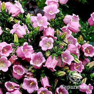 Колокольчик Кампанелла Пинк средний
Колокольчик Кампанелла Пинк средний