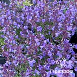 Котовник Фассена Киттен Эраунд
Котовник Фассена Киттен Эраунд