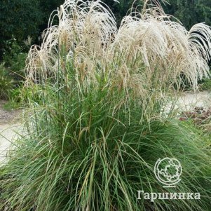 Мискантус Литл Киттен китайский
Мискантус Литл Киттен китайский