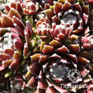 Молодило Силберкарнеол
Молодило Силберкарнеол