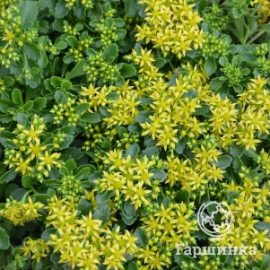 Очиток (седум) Литл Мисс Саншайн гибридный
Очиток (седум) Литл Мисс Саншайн гибридный