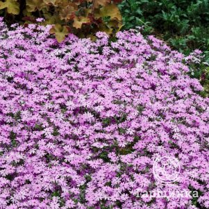 Флокс Форт Хилл шиловидный
Флокс Форт Хилл шиловидный